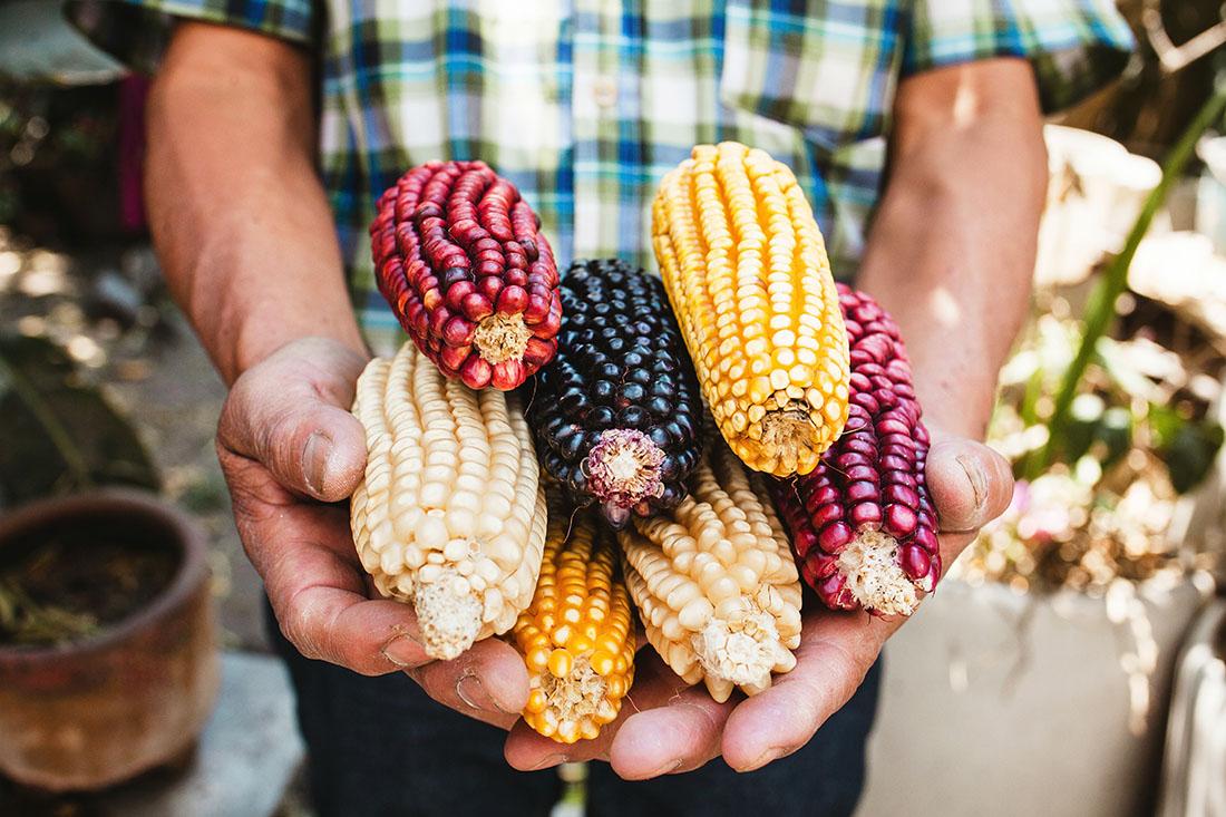 Read more about the article The Significance of Corn in Mexican Gastronomy